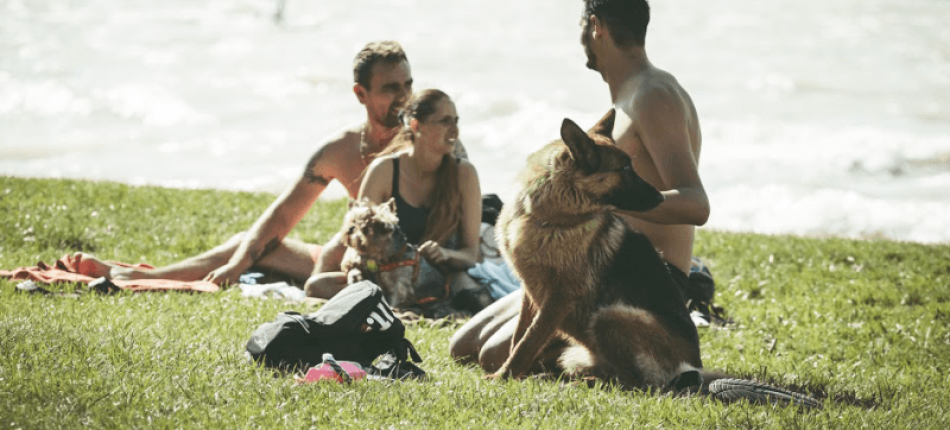Dog Beach Fest - 2017. 07. 14. - 07. 16.