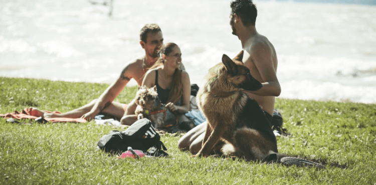 Dog Beach Fest - 2017. 07. 14. - 07. 16.